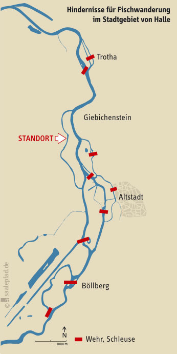 Hindernisse für Fischaufstieg in Halle